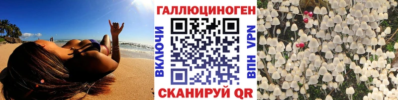 Купить  Каргат  Псилоцибиновые грибы GOLDEN TEACHER 